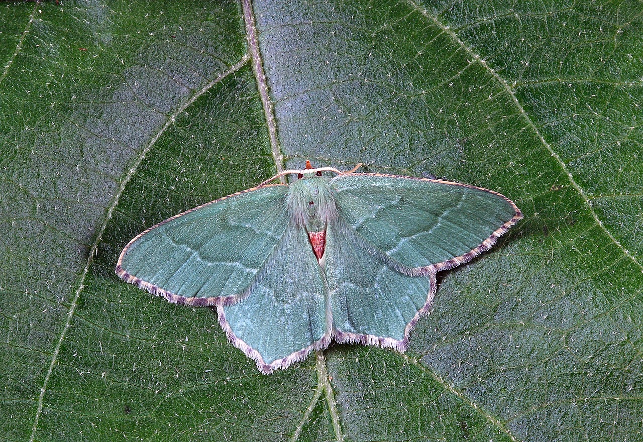 moth close up nature free photo