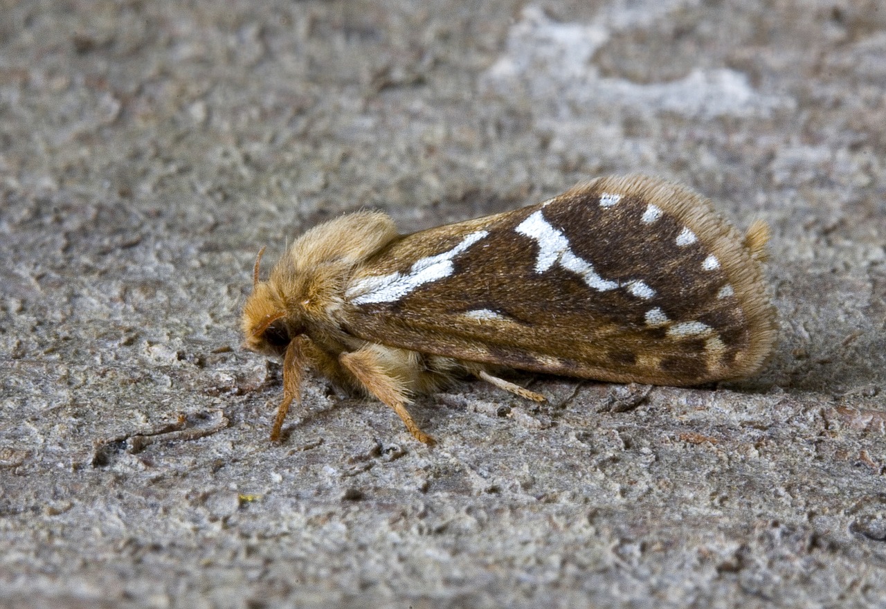 moth close up nature free photo