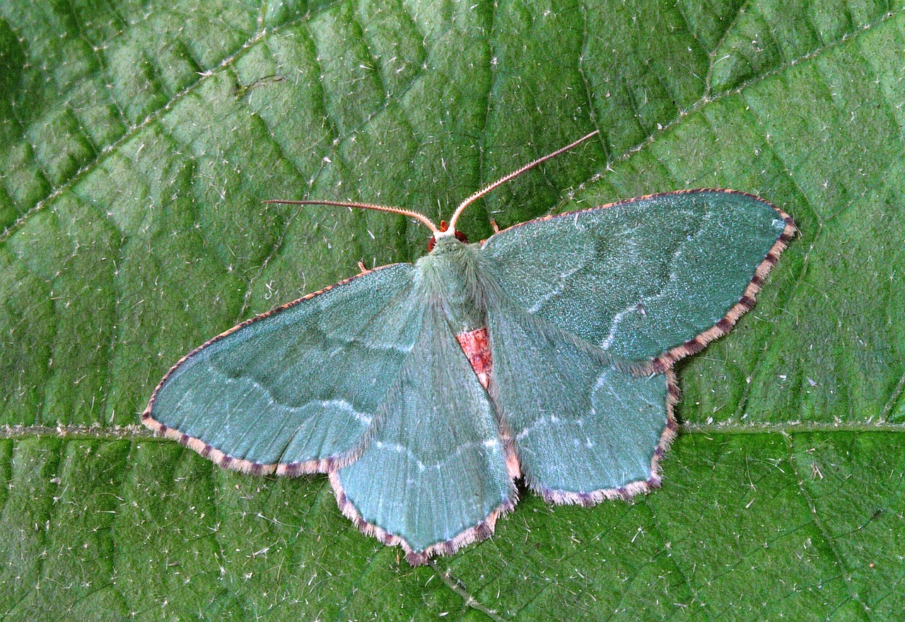 moth close up nature free photo