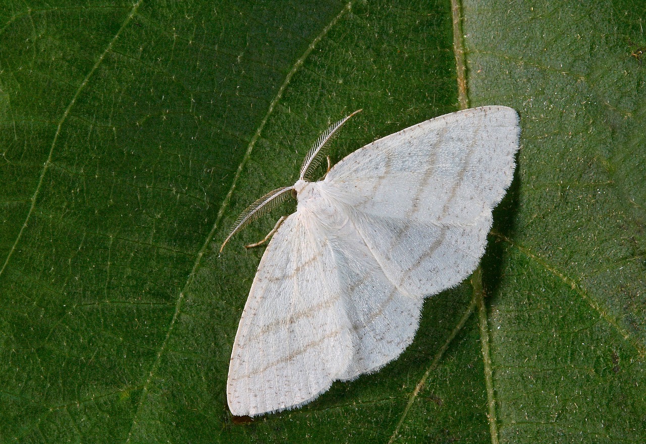 moth close up nature free photo