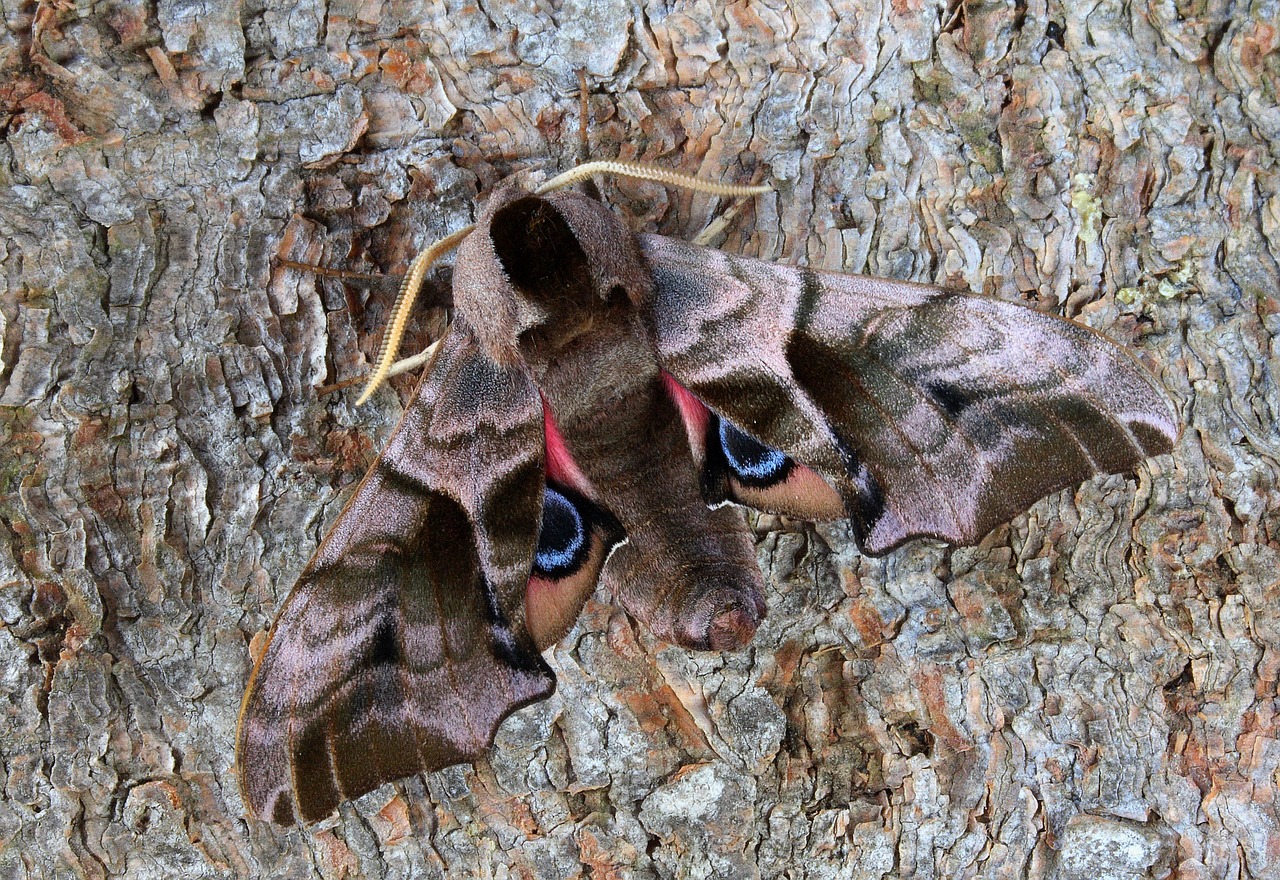 moth hawkmoth wildlife free photo