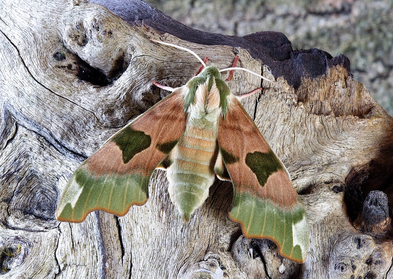 moth hawkmoth wildlife free photo