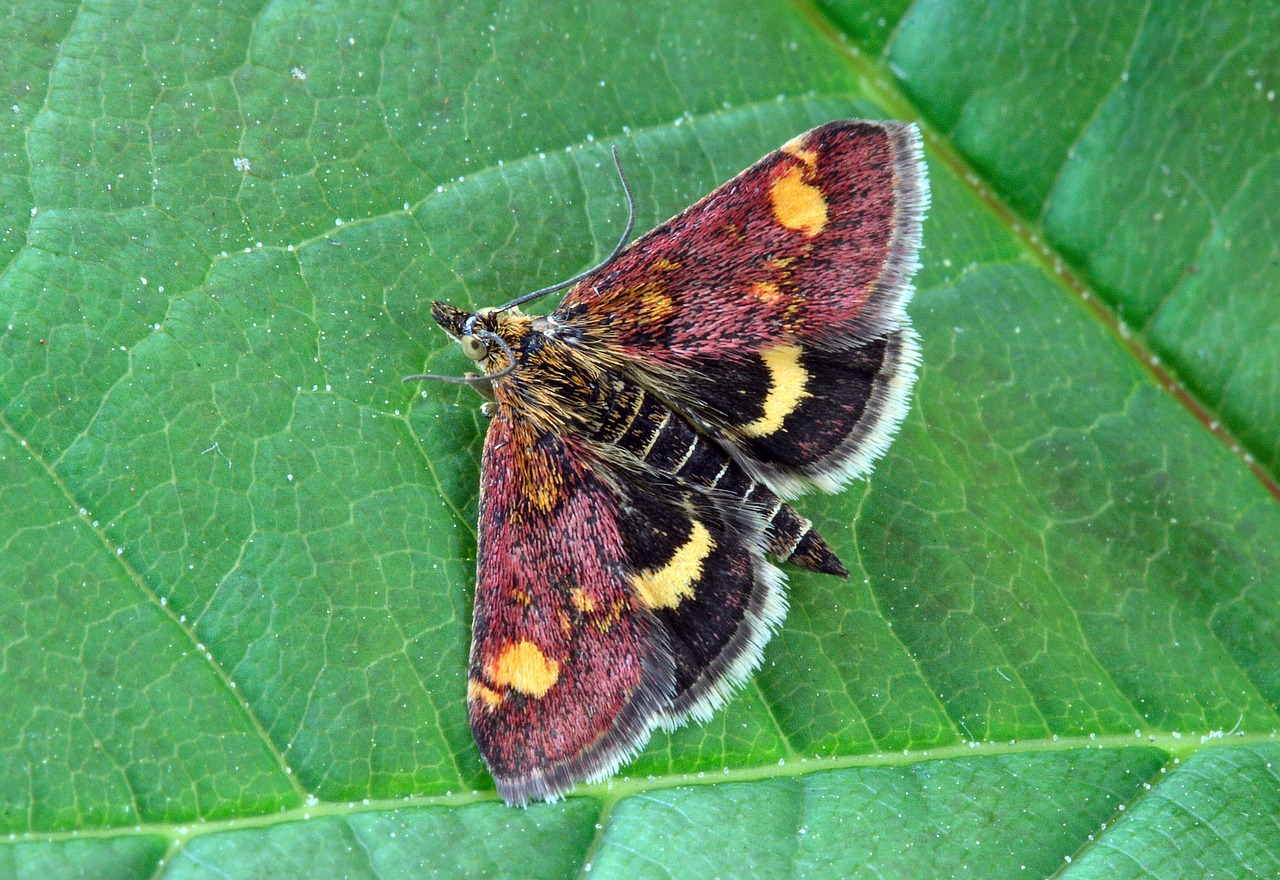 moth macro insect free photo