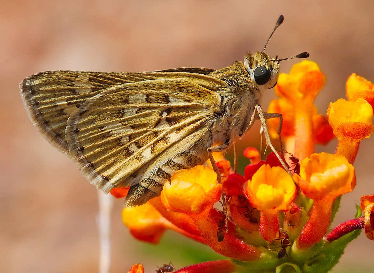 moth insect butterfly free photo