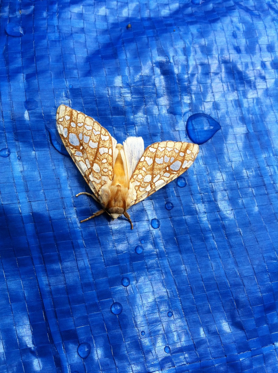 moth gold yellow free photo