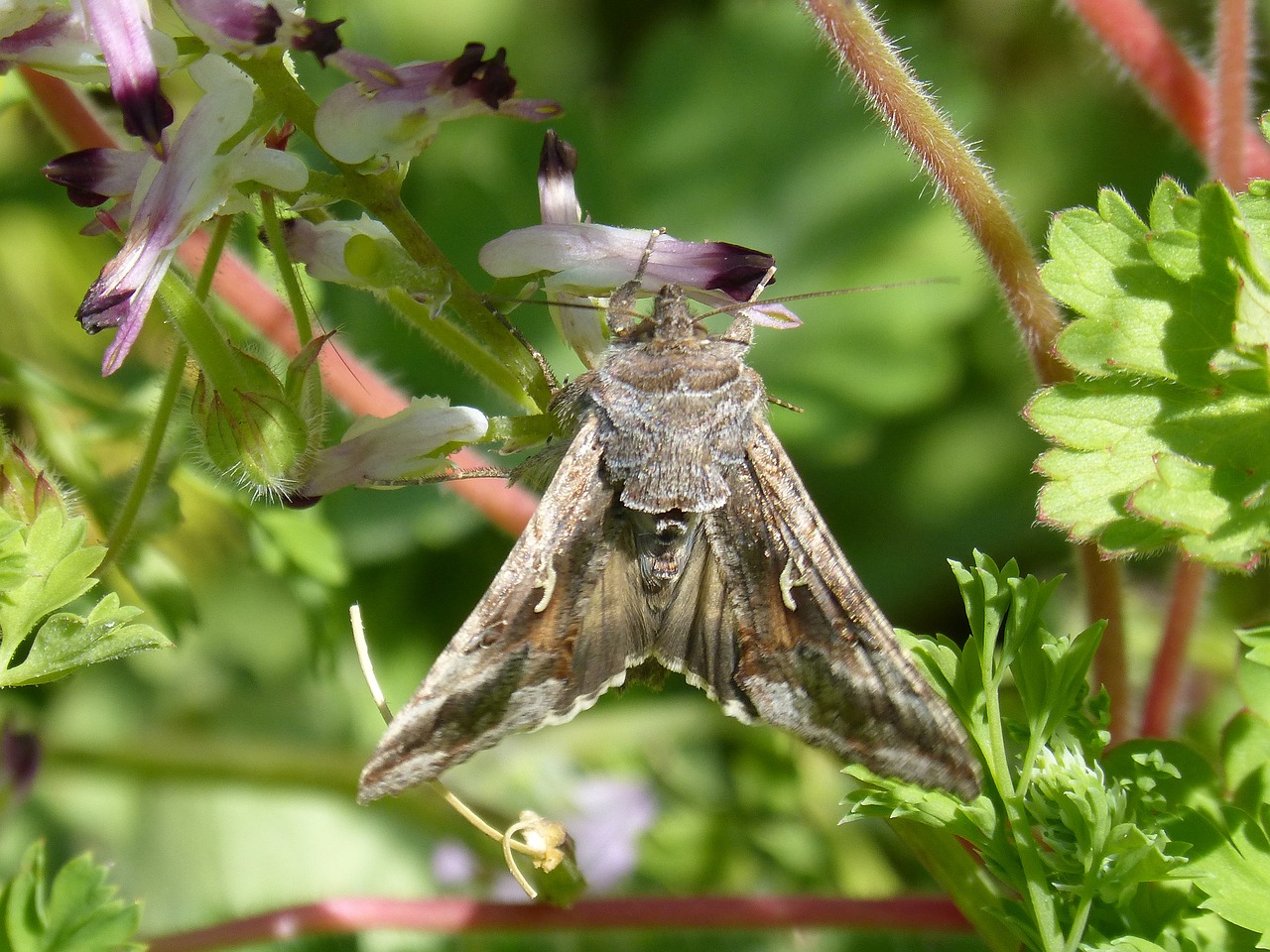 moth lepidopteran butterfly free photo