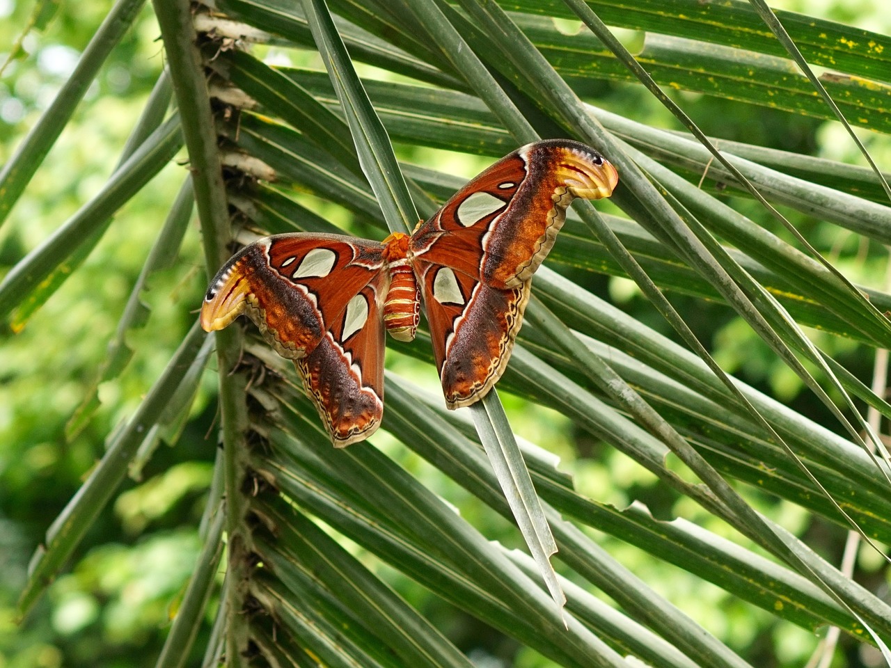 moth butterfly atlas-spinner free photo