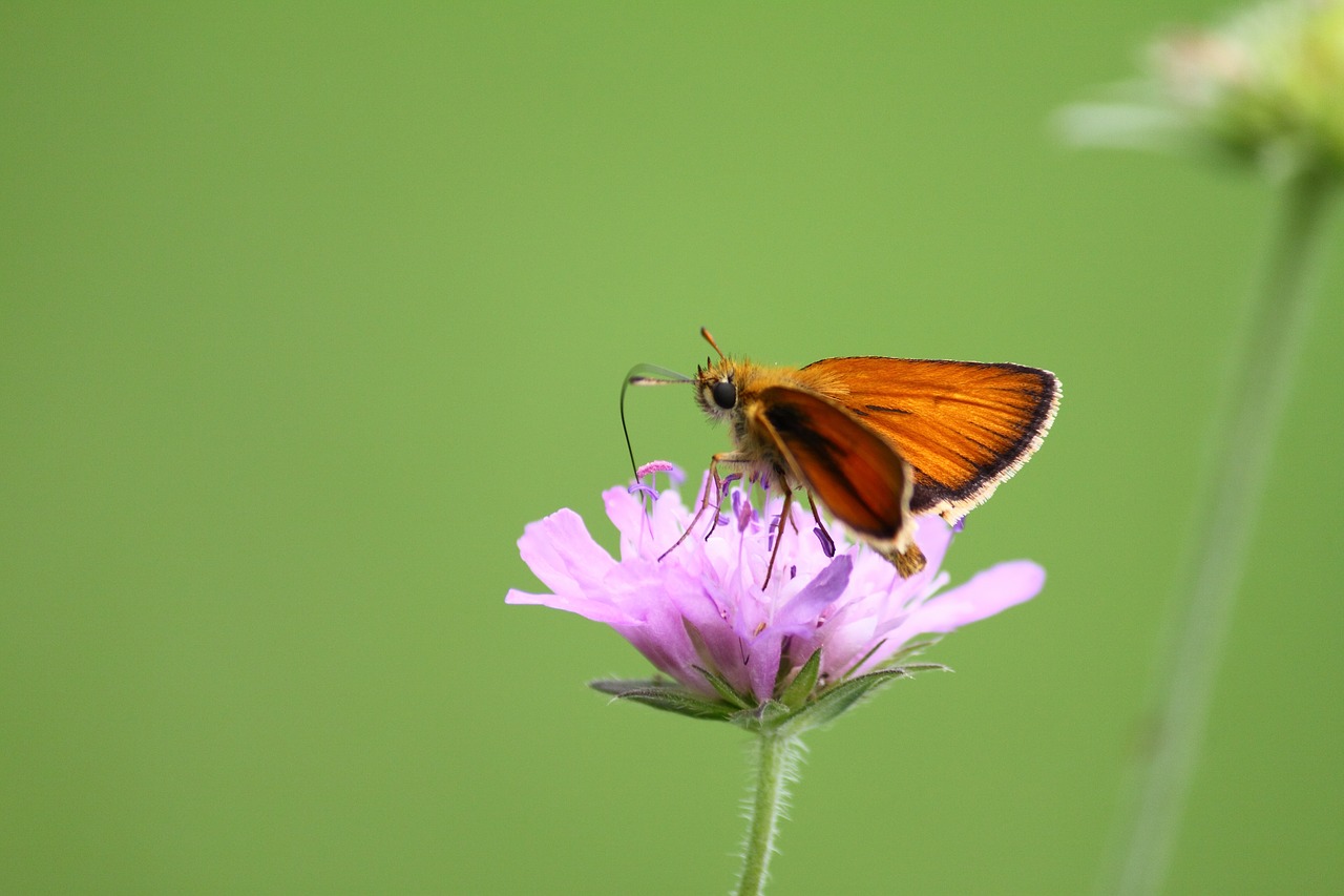 moth nature butterfly free photo