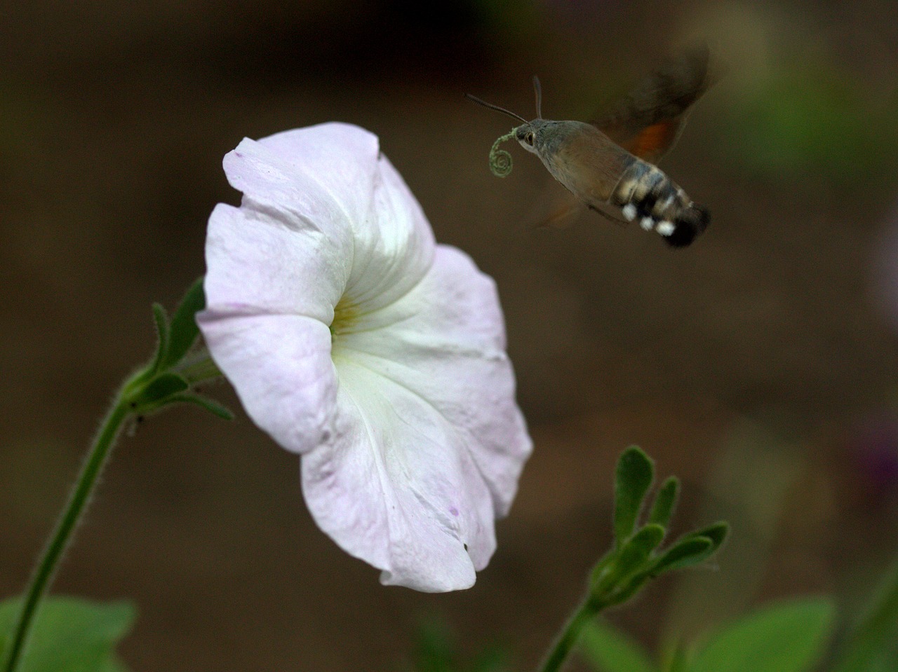 moth hummingbird flower free photo