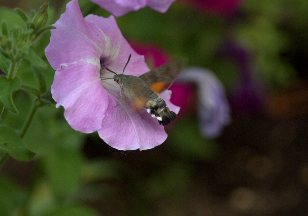 moth hummingbird flower free photo