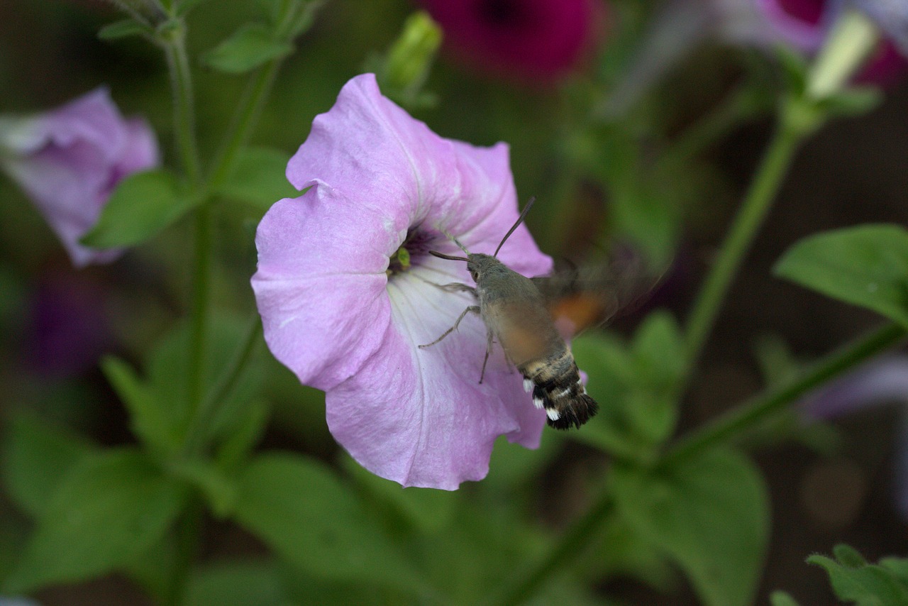 moth hummingbird flower free photo