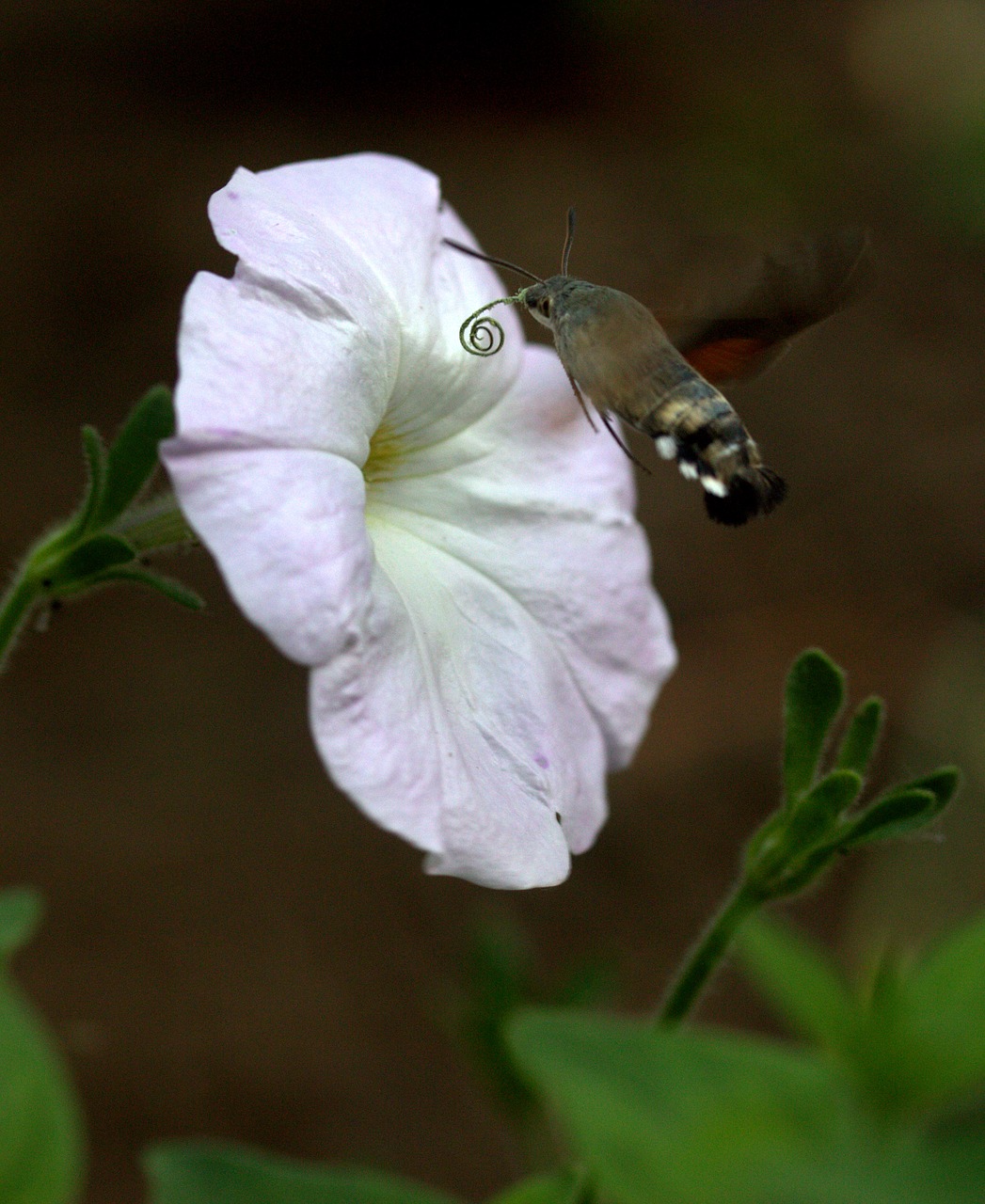 moth hummingbird flower free photo