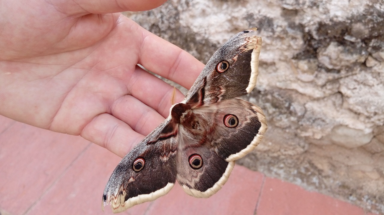 moth nature animal free photo