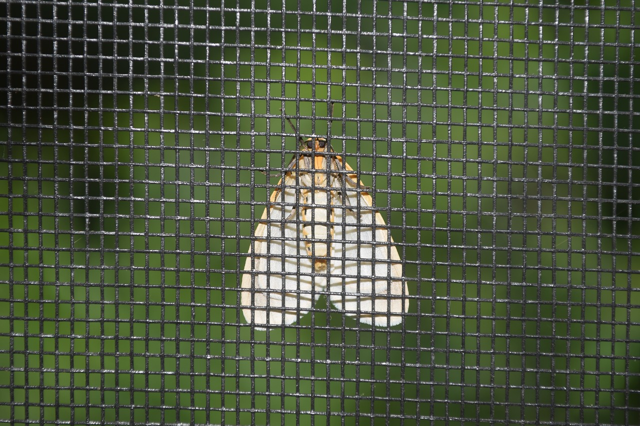 moth screen green free photo