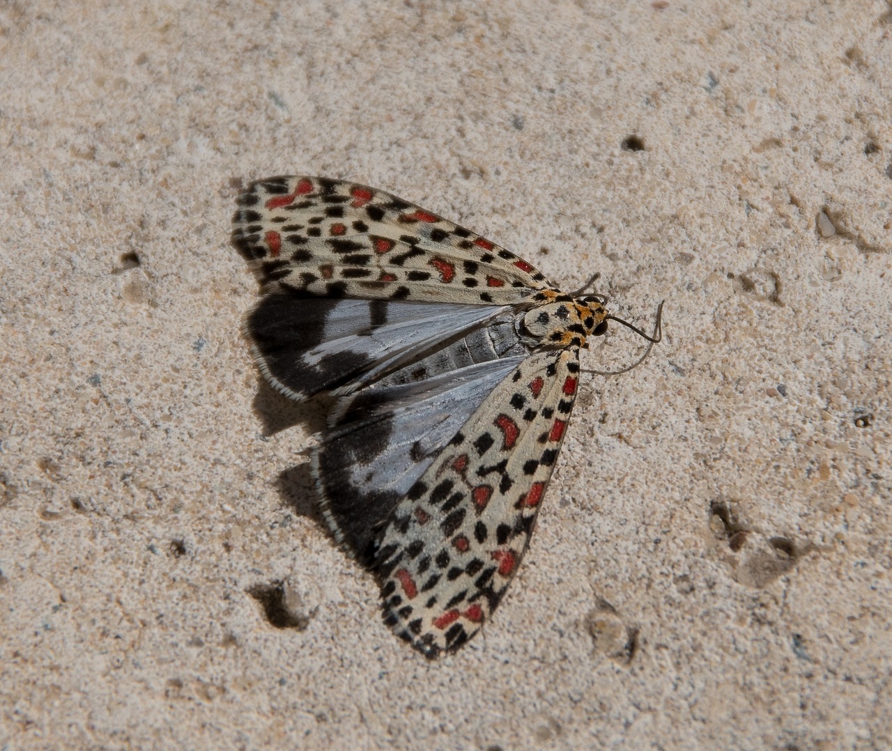 moth heliotrope moth utetheisa pulchelloides free photo