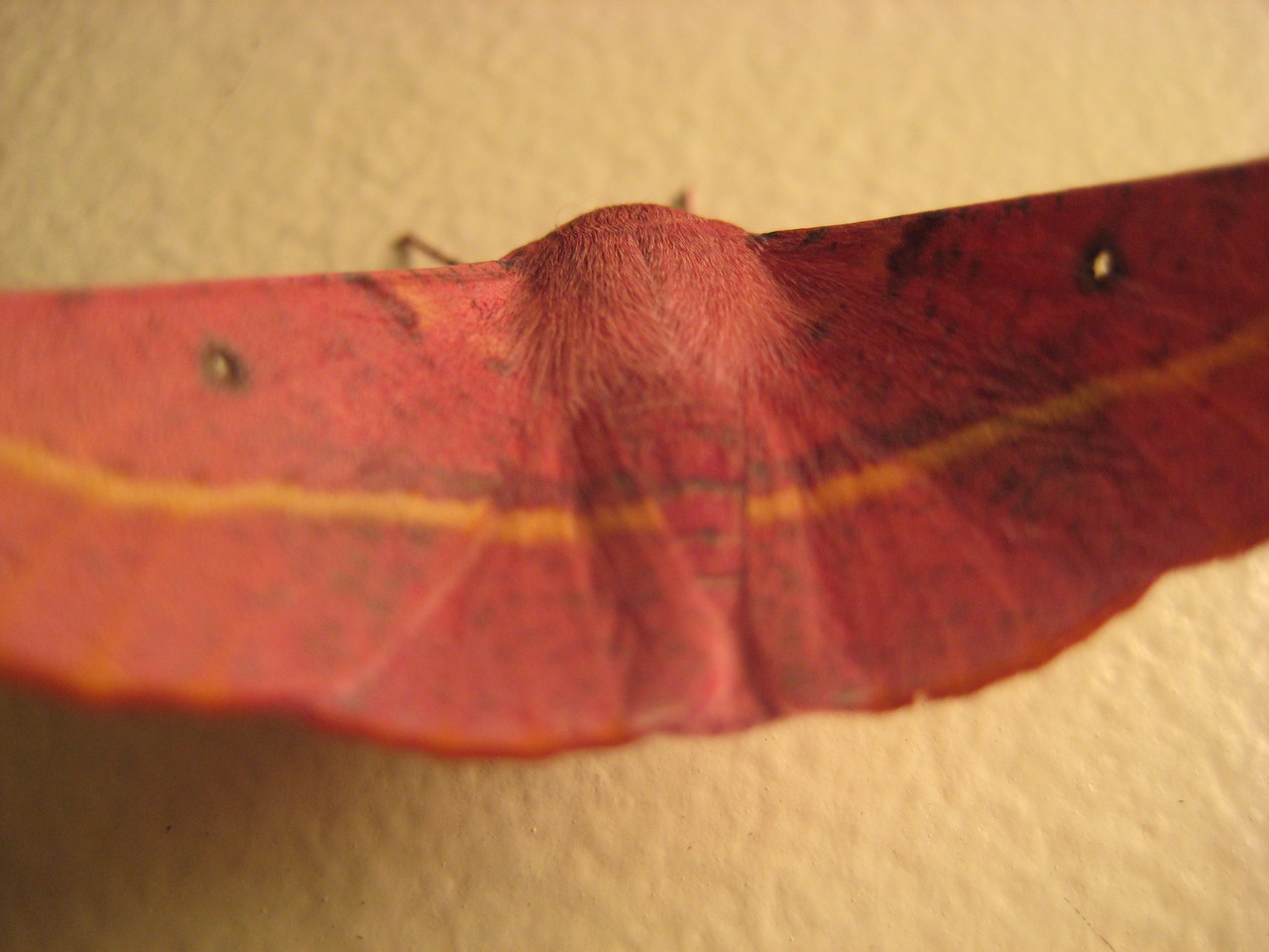 moth red animal free photo