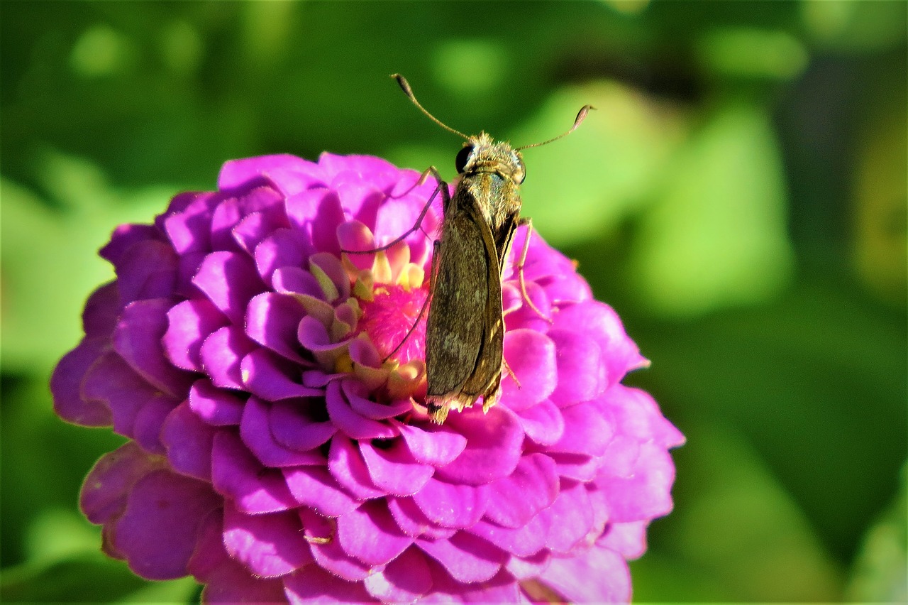 moth brown rust free photo