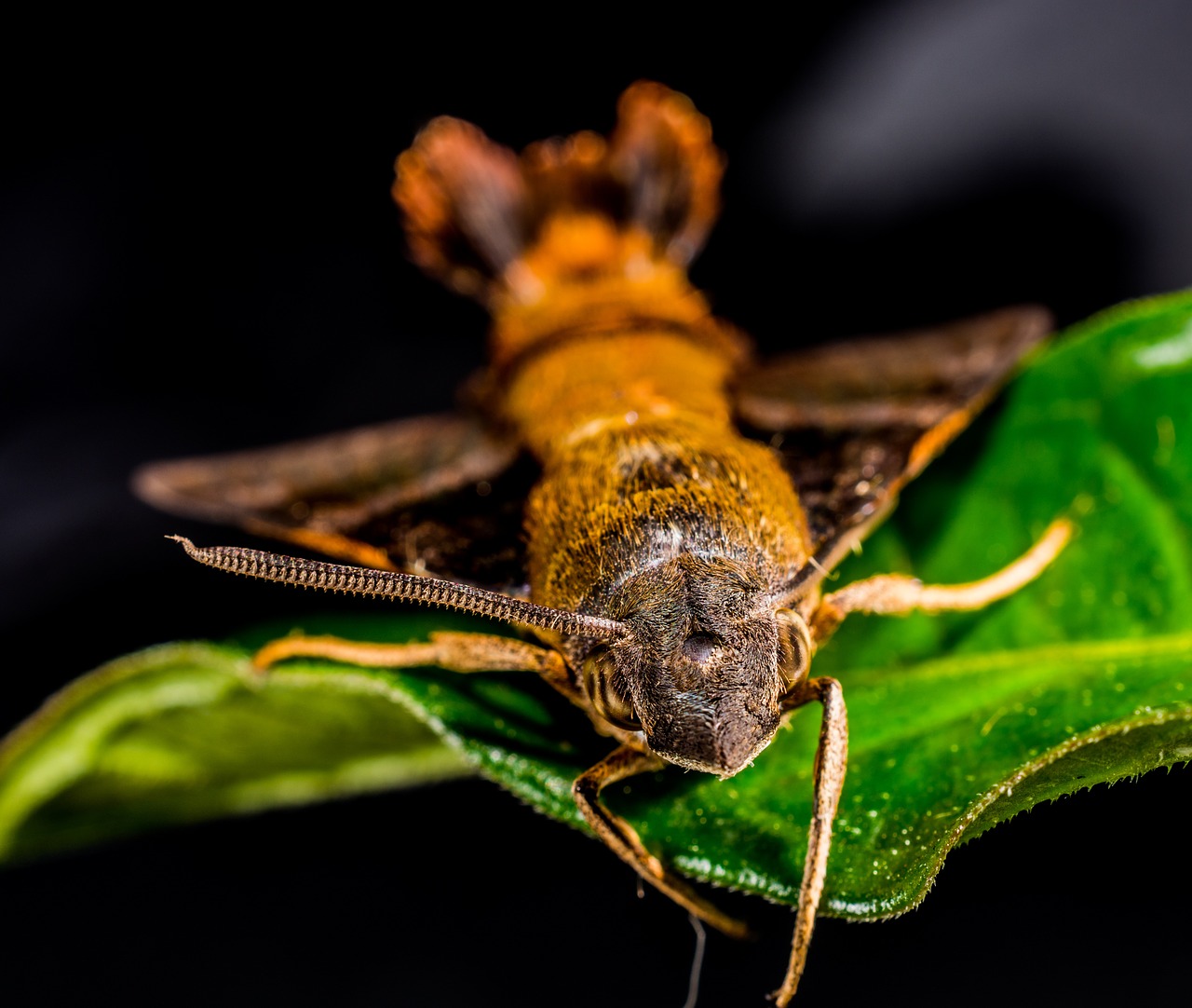 moth butterfly insect free photo