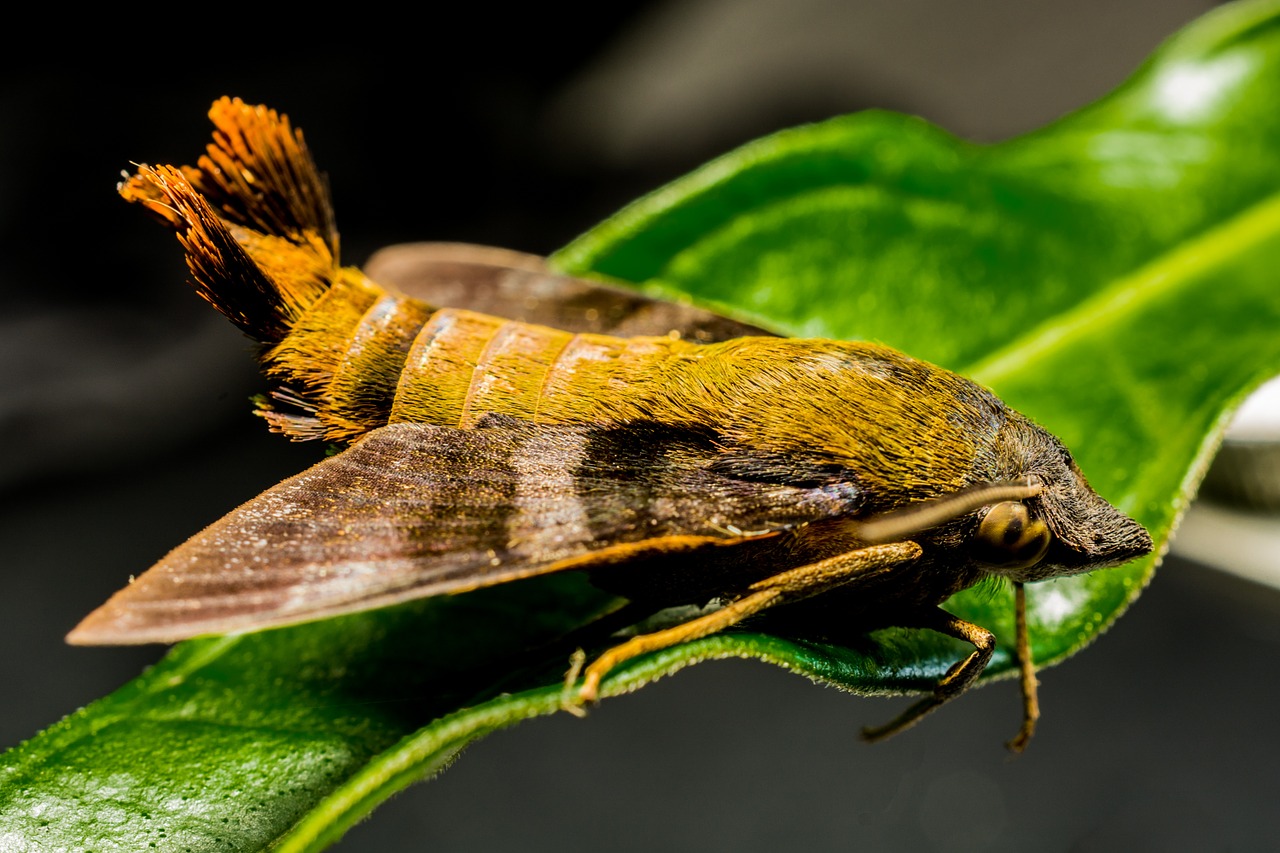 moth butterfly insect free photo