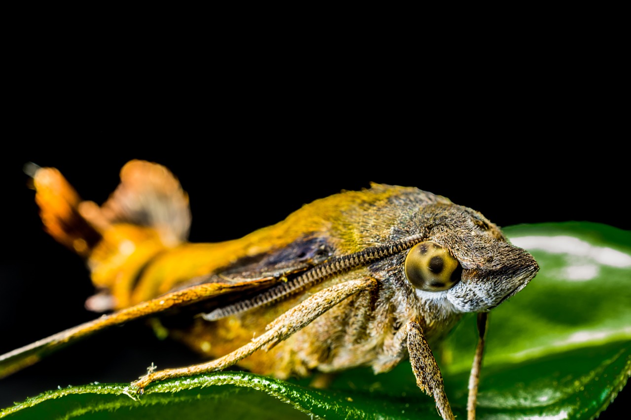 moth butterfly insect free photo