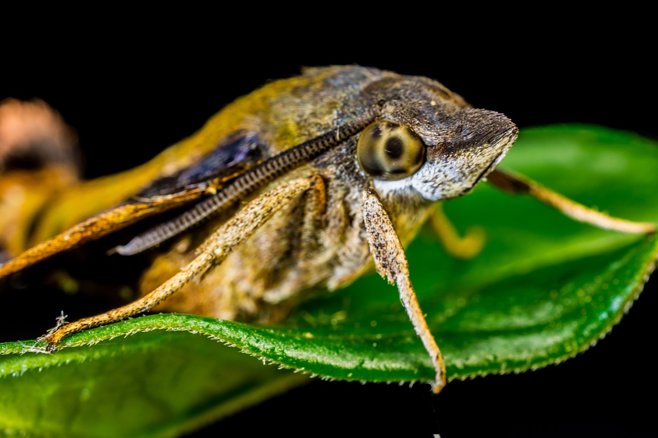 moth butterfly insect free photo