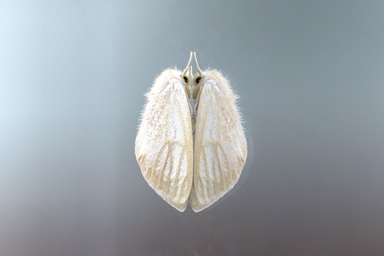 moth insect reflection free photo