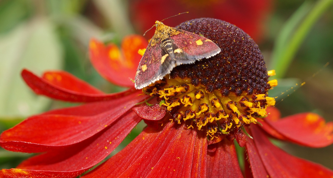 moth flower insect free photo