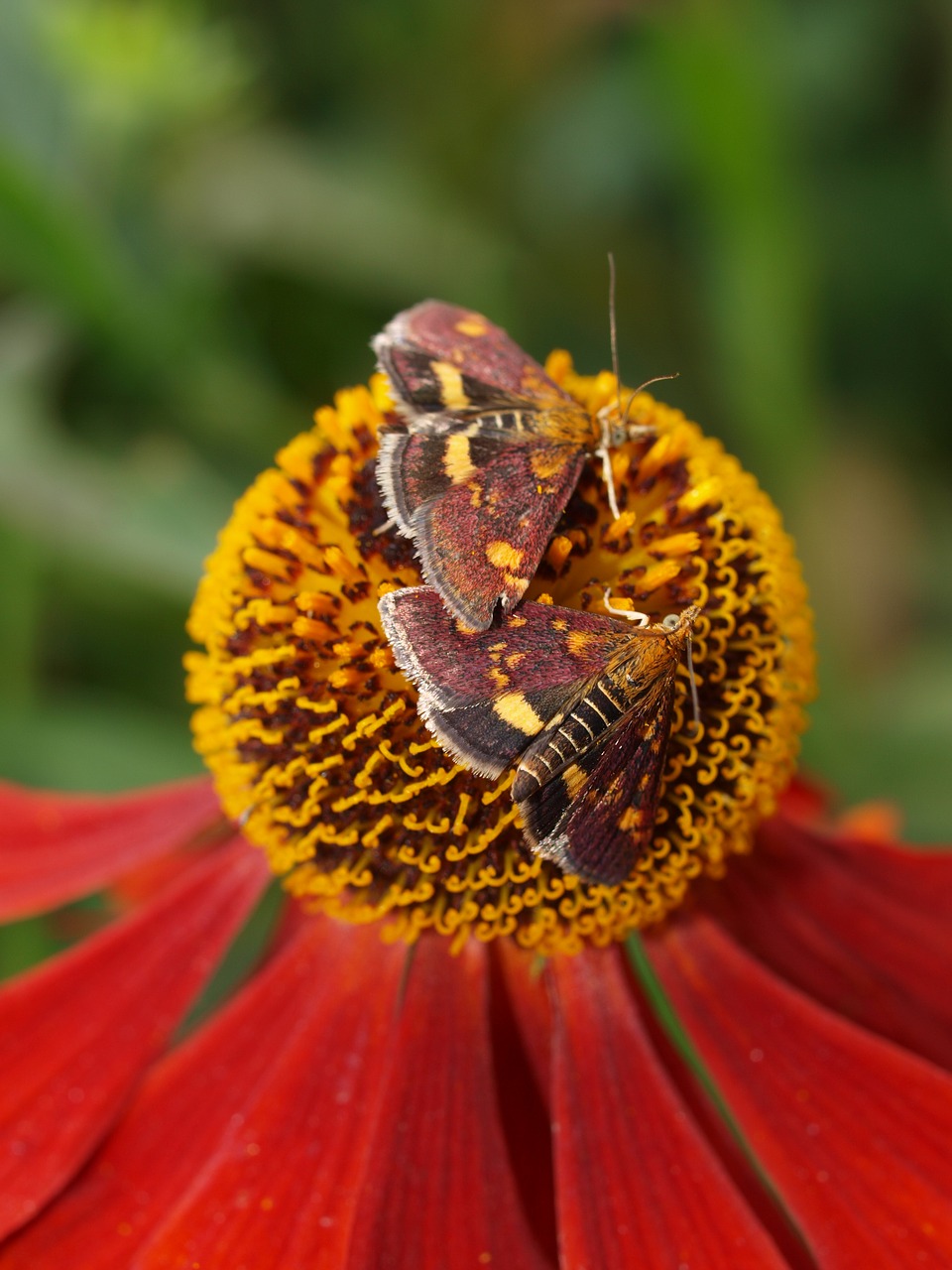 moth insect flower free photo