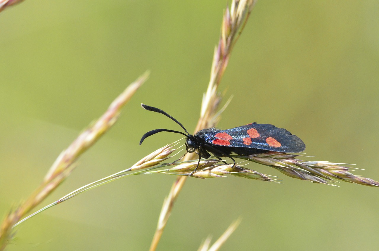 moth lepidoptera colourful free photo