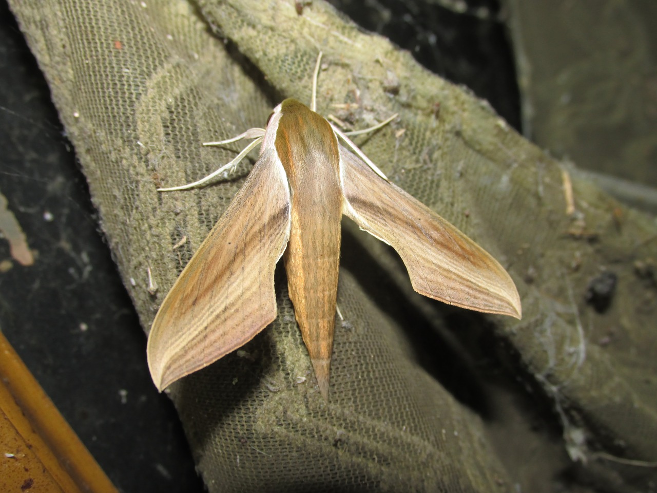 moth moth giant lepidoptera free photo