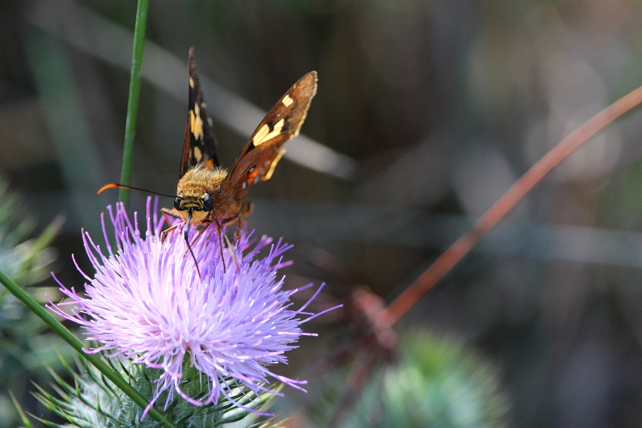 moth butterfly thistle free photo