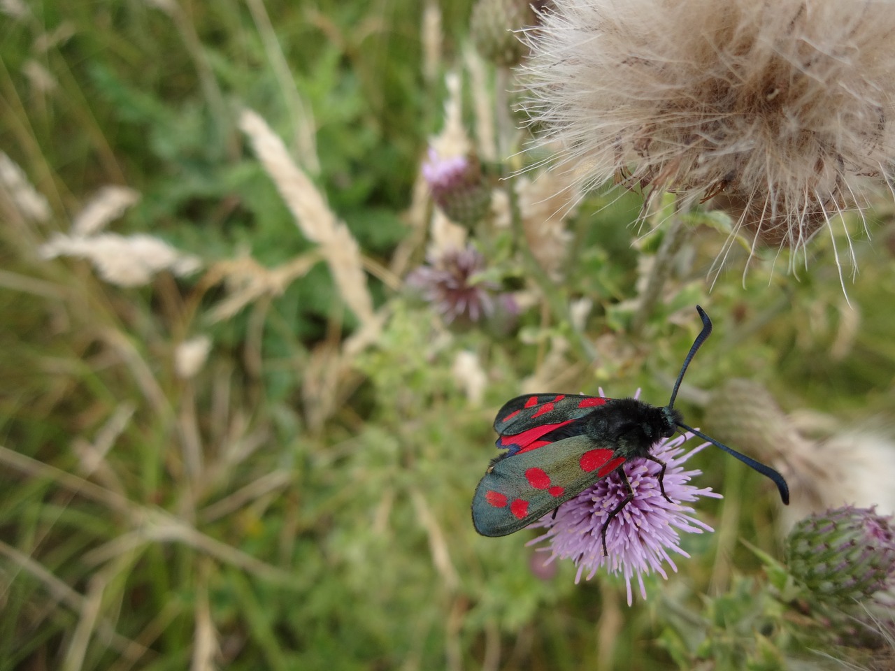 moth six spot burnet moth zygaena filipendulae free photo