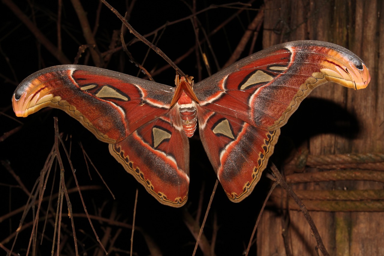 moth giant moth atlas free photo