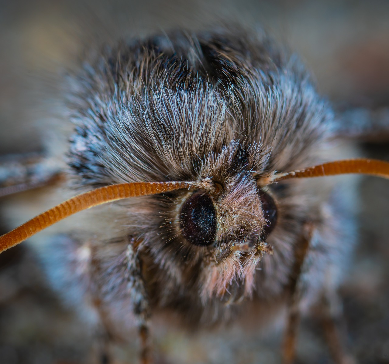 moth  fur coat  macro free photo