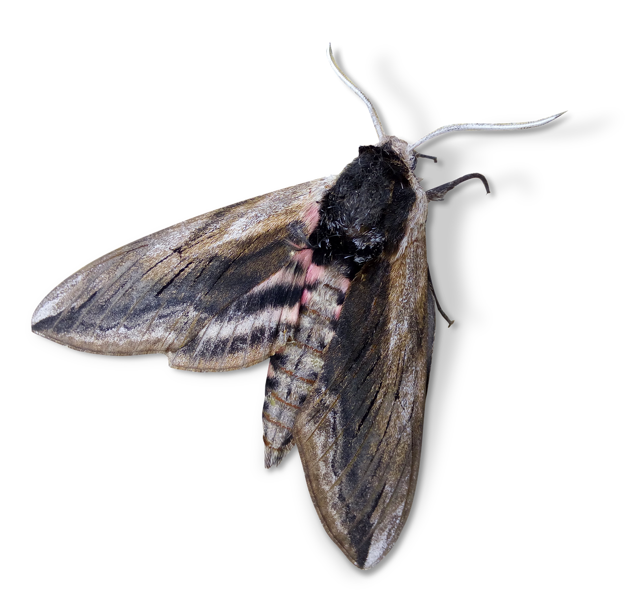 moth  night butterfly  agrius convolvuli free photo