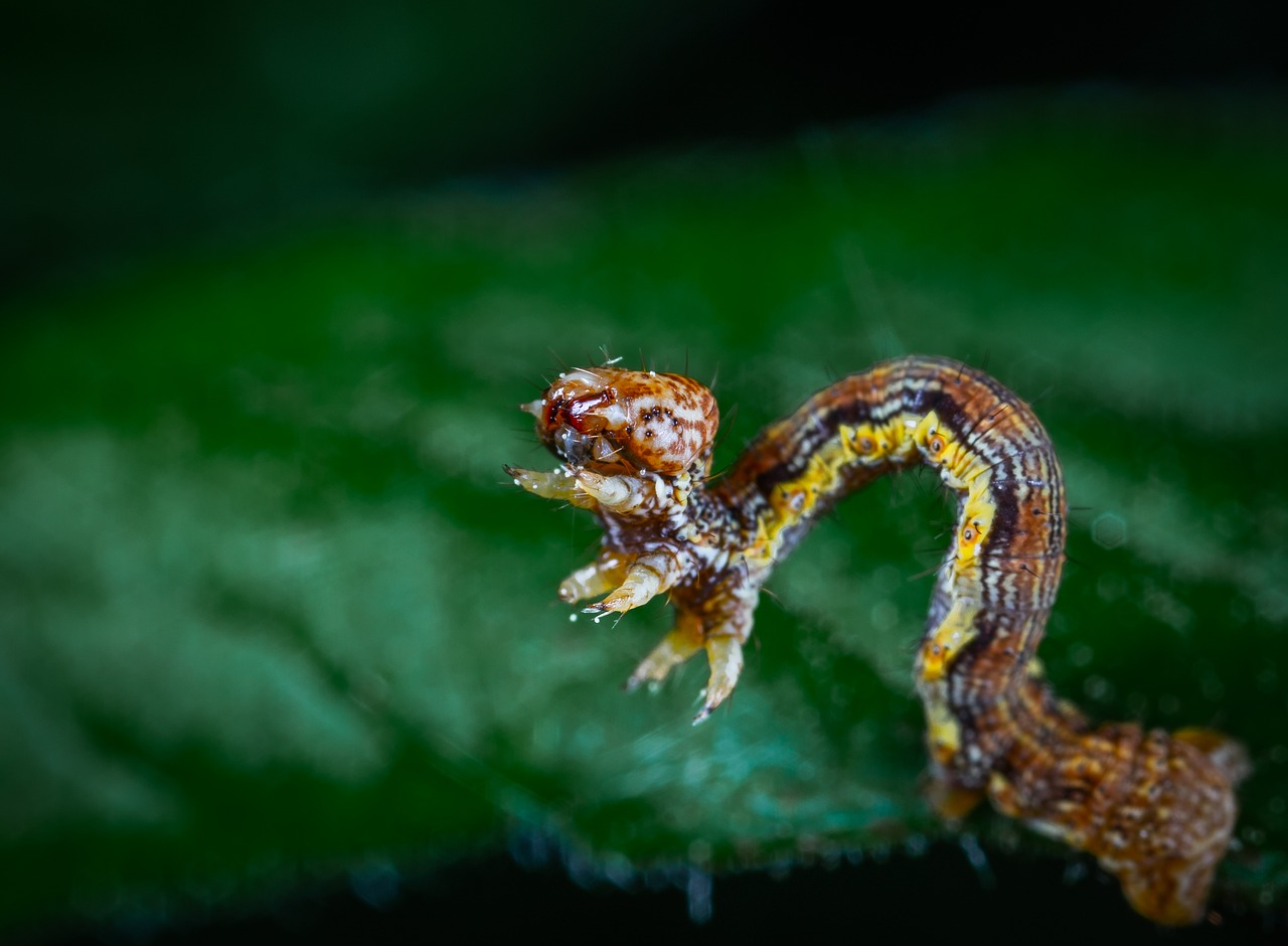 moth  caterpillar  macro free photo