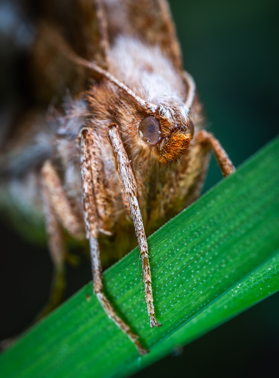 moth  insect  lepidoptera free photo