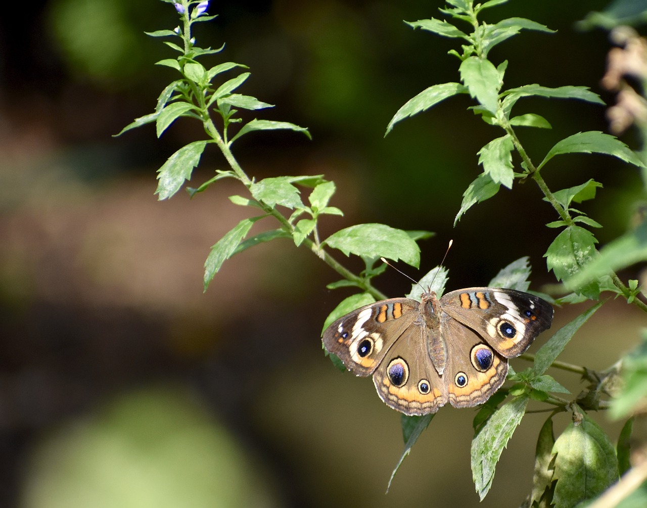 moth  flower  plant free photo