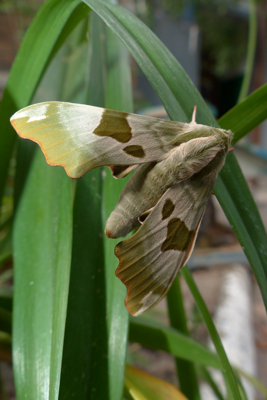 moth  butterfly  hyles free photo
