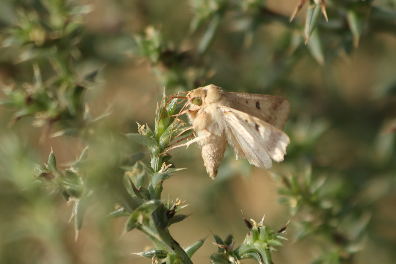 moth  barb  beige free photo