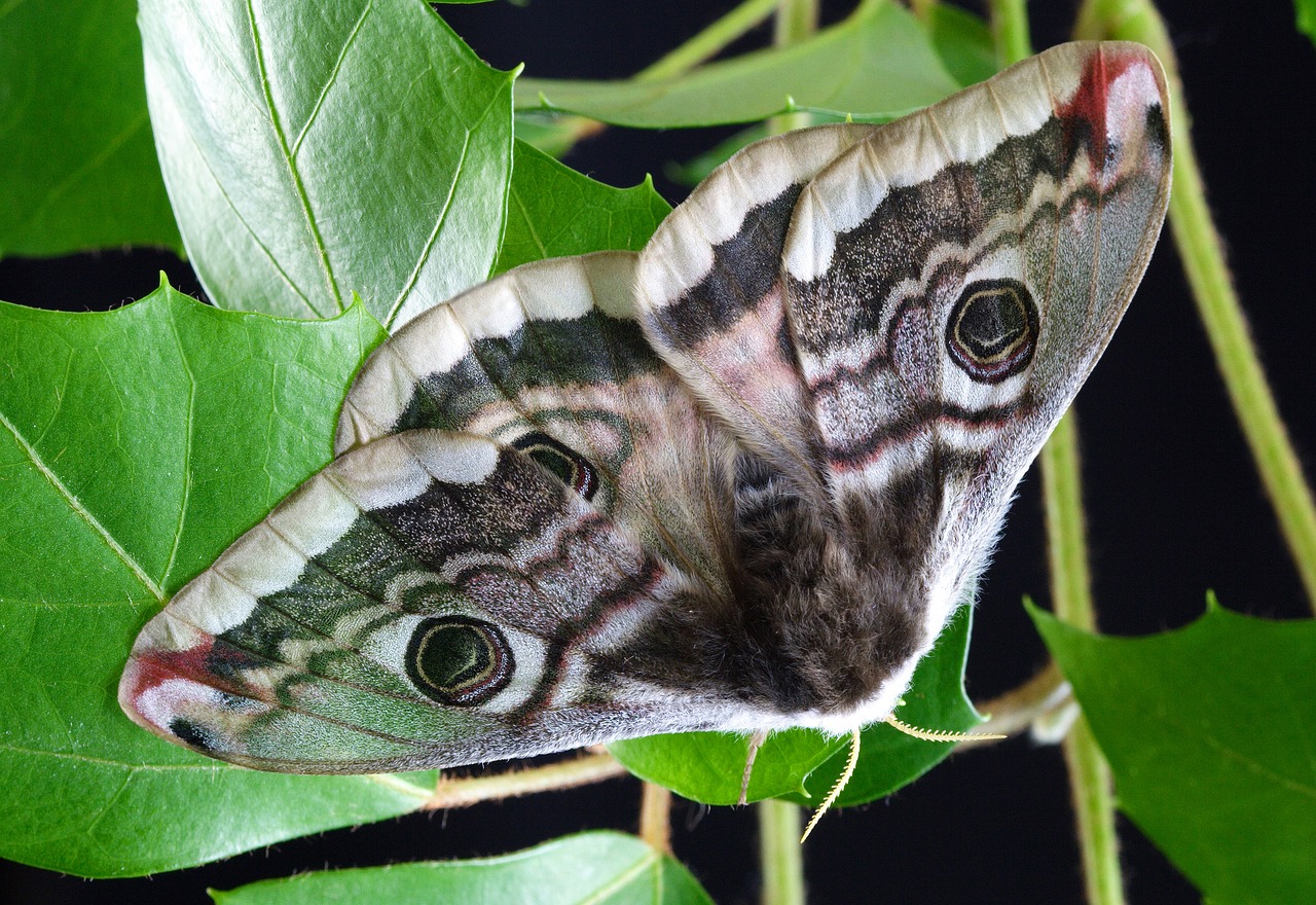 moth  wings  antenna free photo