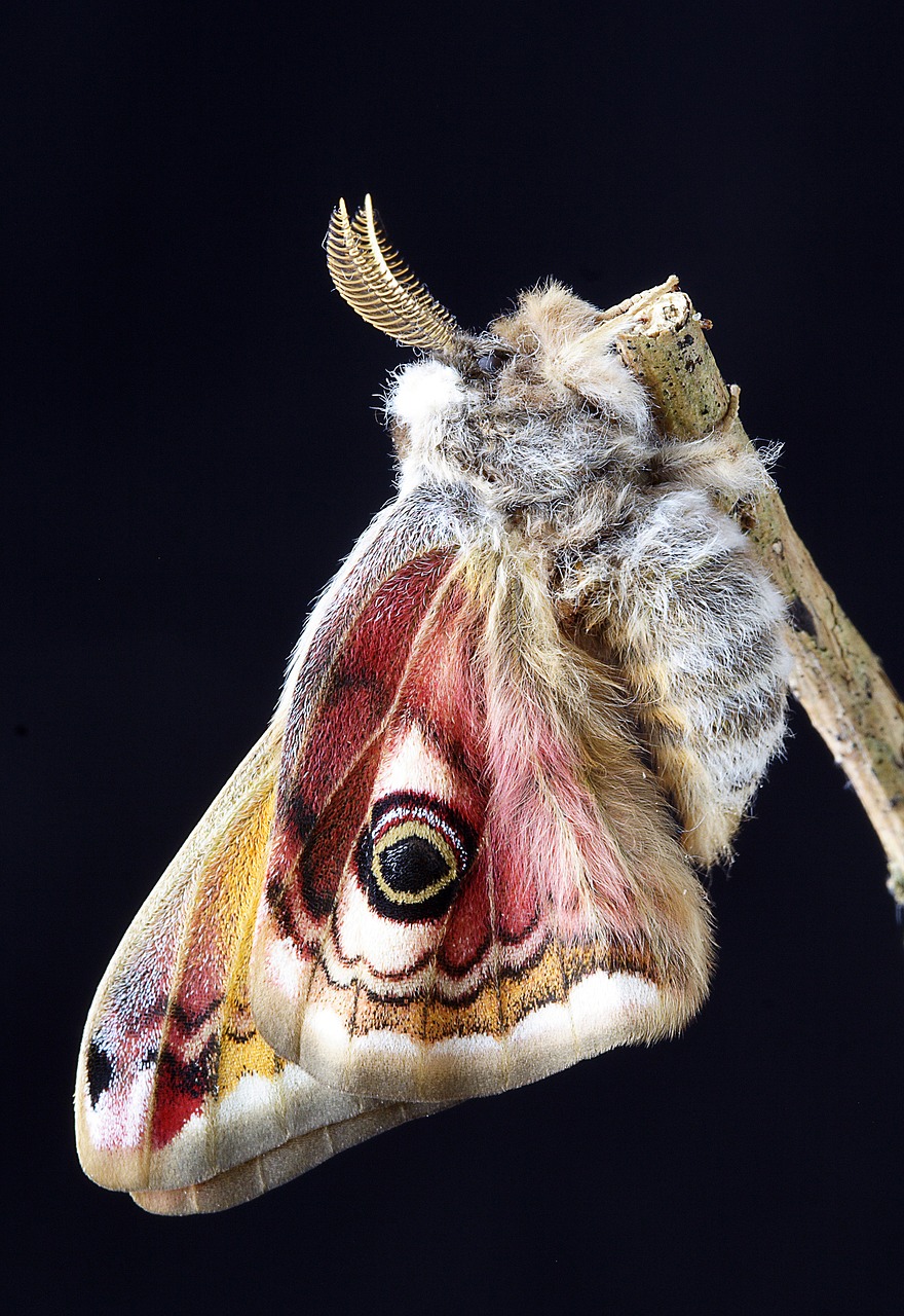 moth  wings  insect free photo