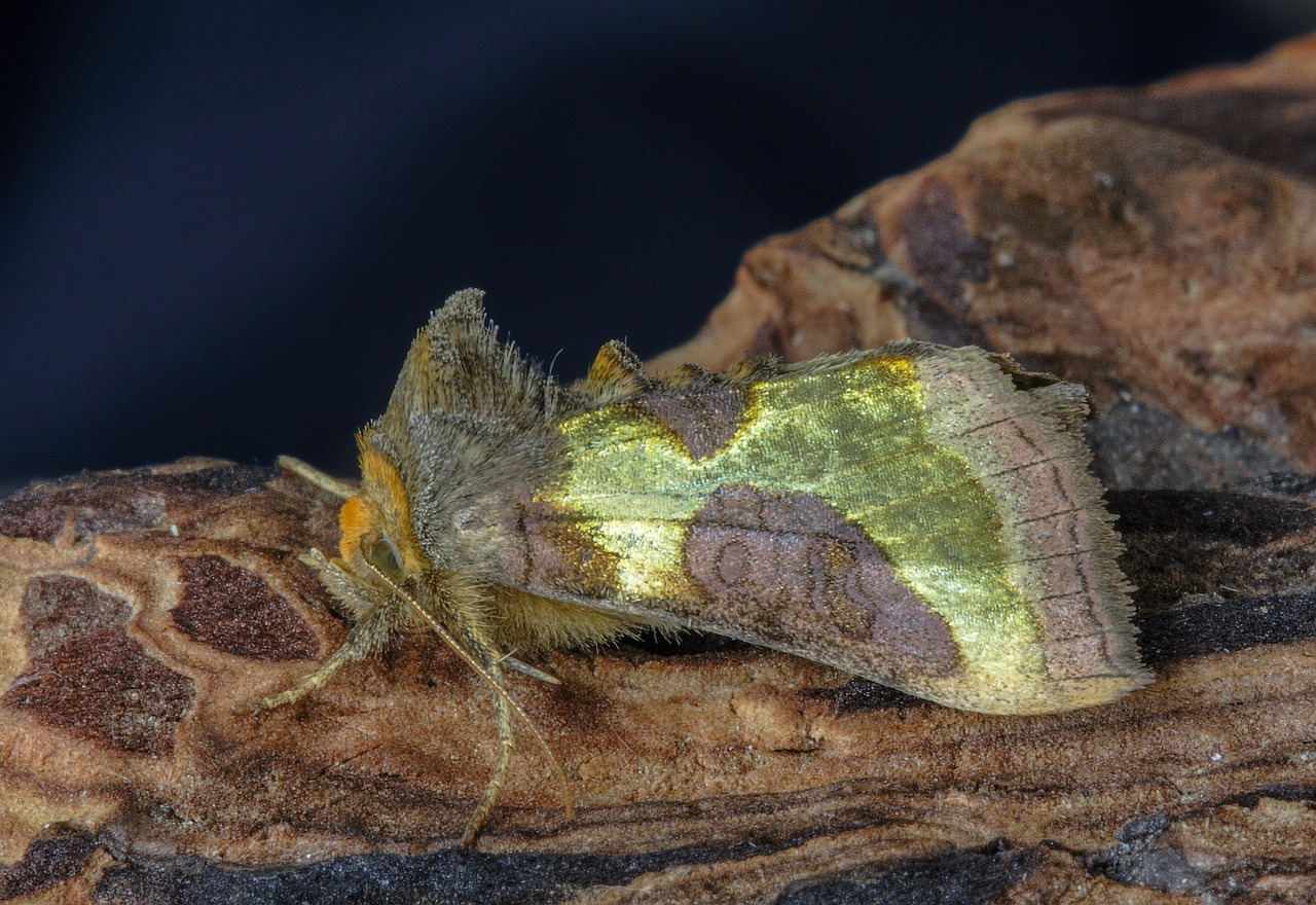 moth  burnished brass  wings free photo