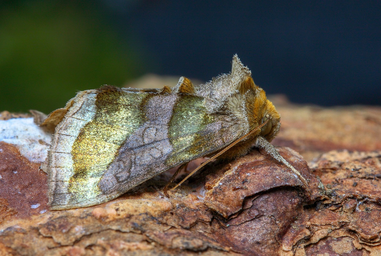 moth  burnished brass  summer free photo