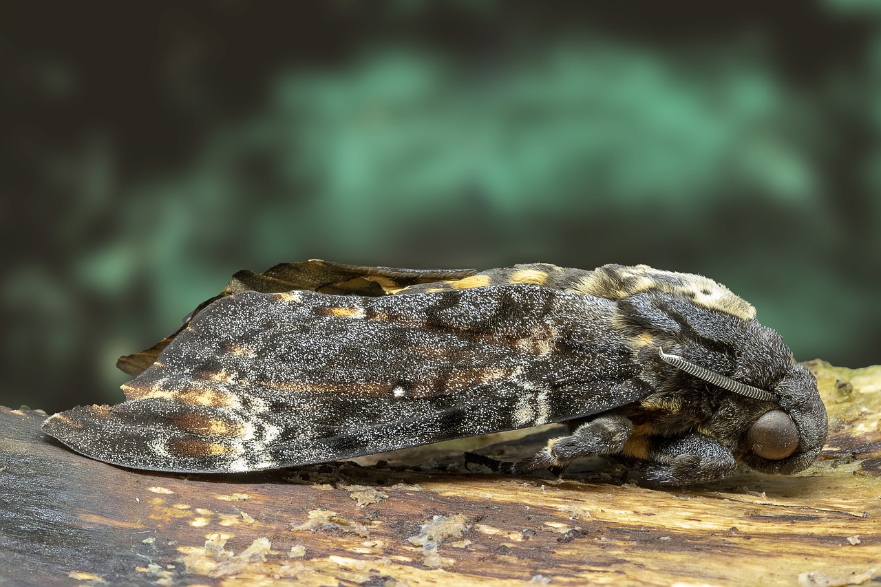 moth  deaths head hawk-moth  pattern free photo