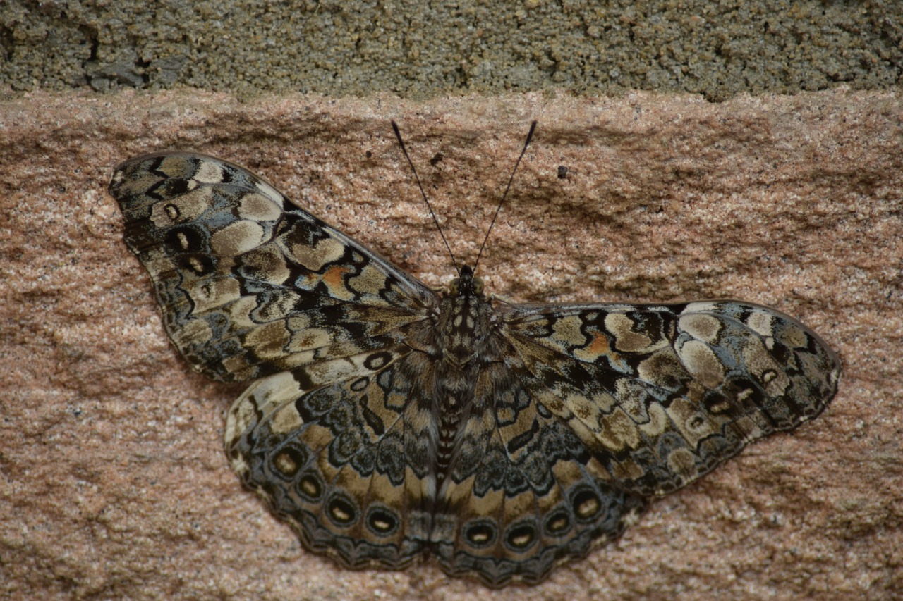 moth  mariposa  butterflies free photo