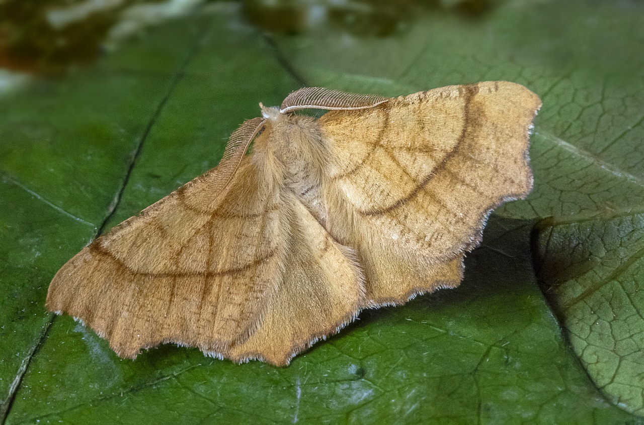 moth  august-thorn  wings free photo