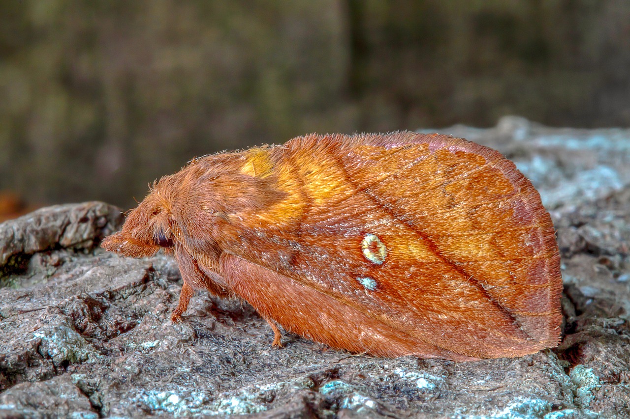 moth  the-drinker  insect free photo