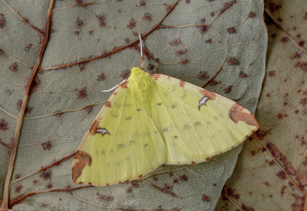 moth  brimstone-moth  wings free photo