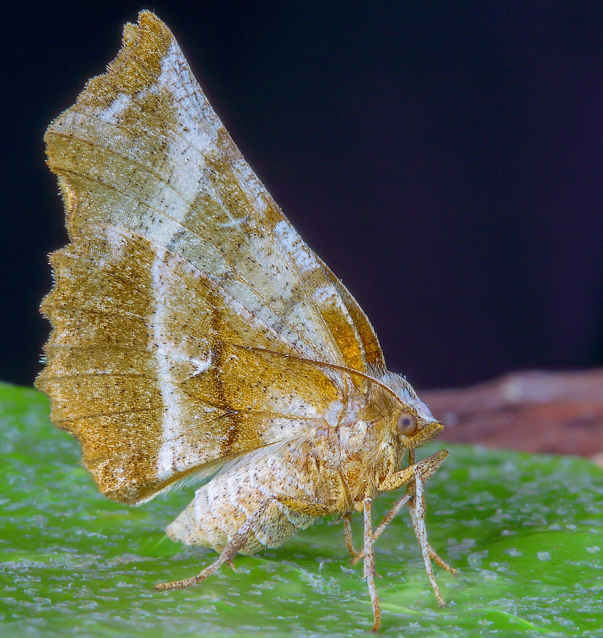 moth  early- thorn  wings free photo